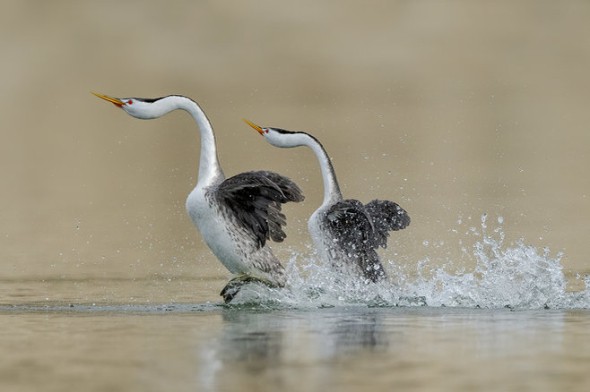 Clark's Grebes in Their Courtship Display