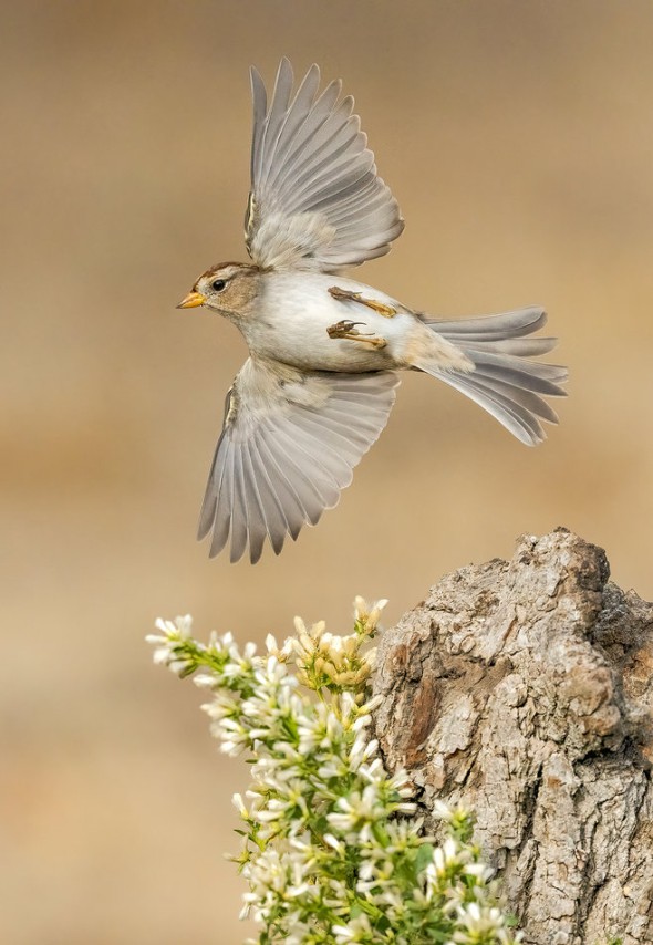 First Year White-crowned Sparrow