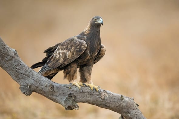 Golden Eagle Showing the Huge Talons