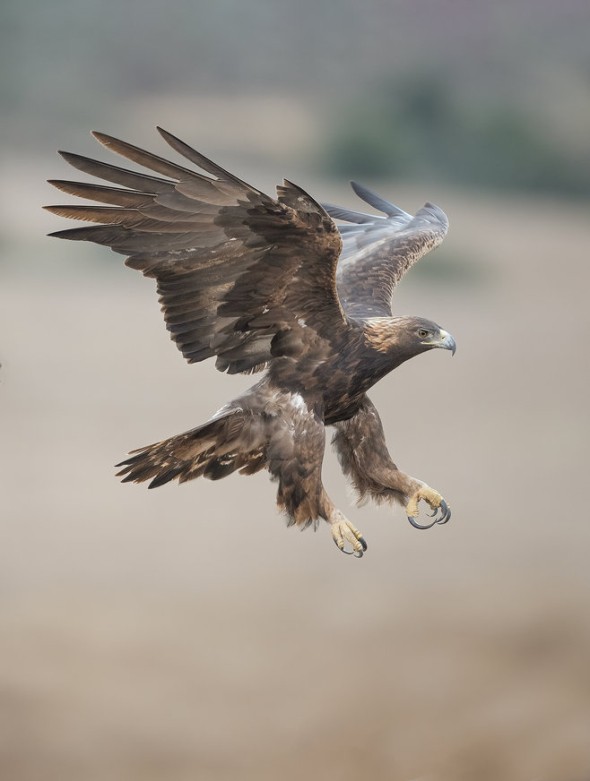 Golden Eagle Showing the Huge Talons