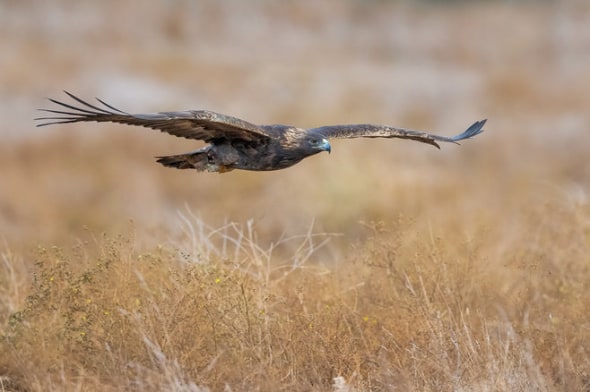 Golden Eagle