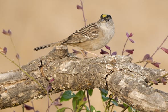 Golden-crowned Sparrow