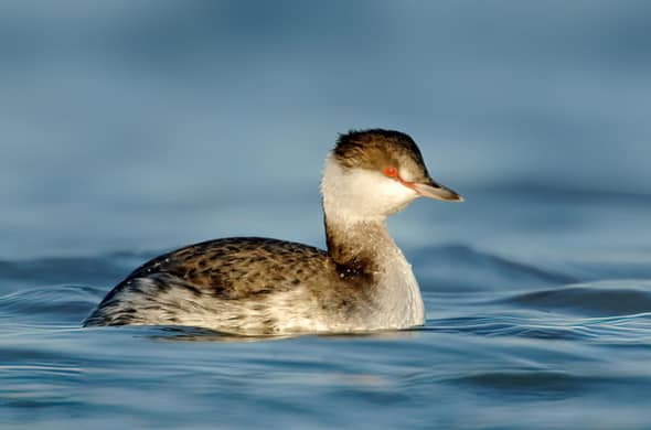 Horned Grebe