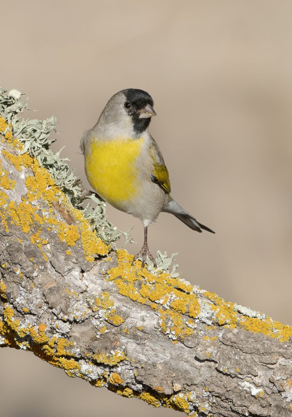 Lawrence's Goldfinch