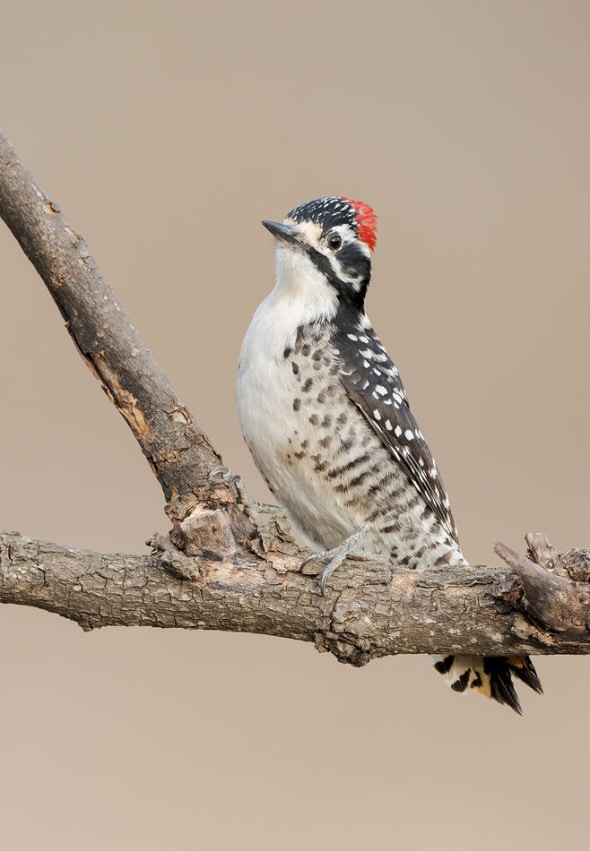 Male Nuttall's Woodpecker