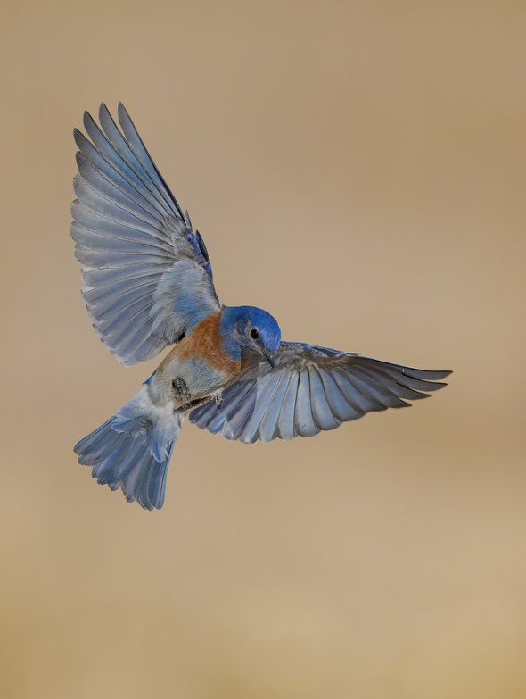 Male Western Bluebird Hovering