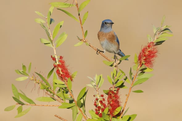 Male Western Bluebird on Bottlebrush