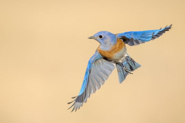 Male Western Bluebird Hovering