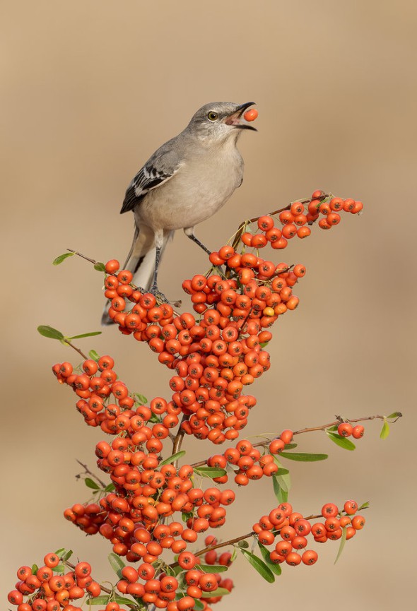 Northern Mockingbird Feeding on Pyracantha