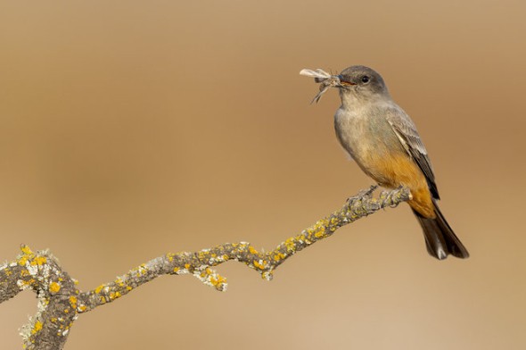 Say's Phoebe