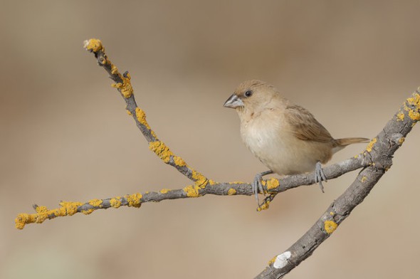 Scaly-breasted Munia Female