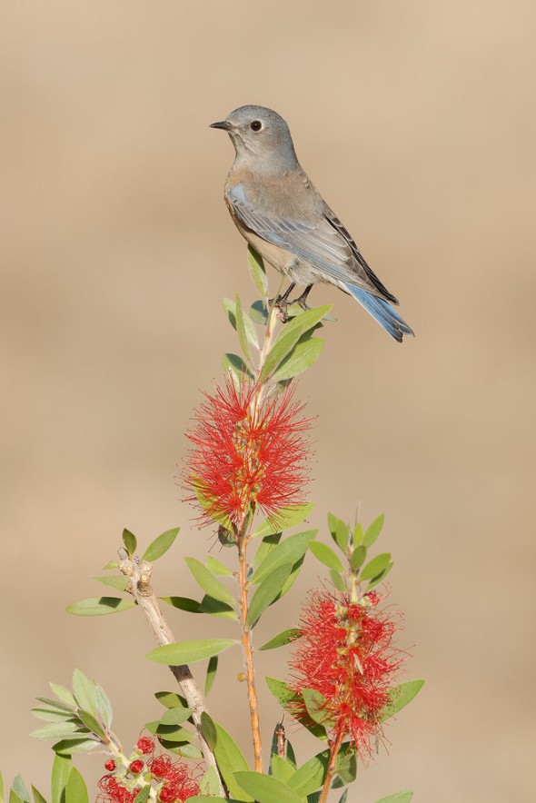 Western Bluebird Female on Bottlebrush