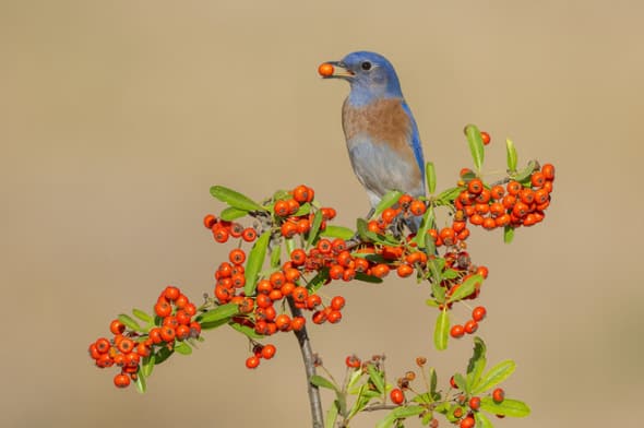 Western Bluebird on Pyracantha