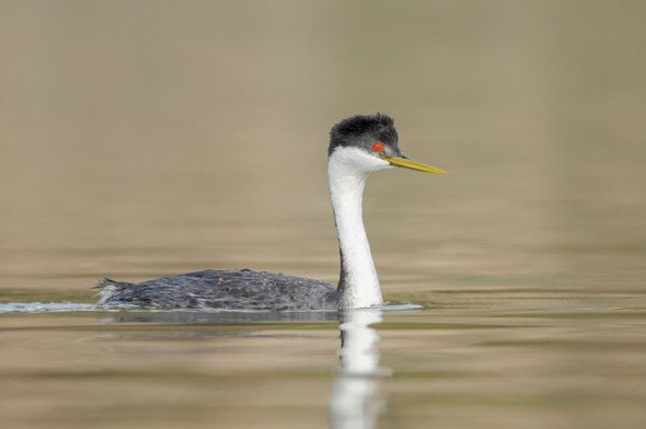 Western Grebe