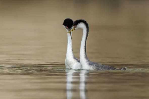 Western Grebes Courting