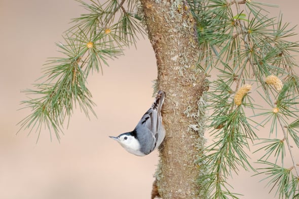 White-breasted Nuthatch