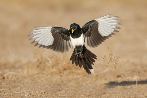 Yellow-billed Magpie