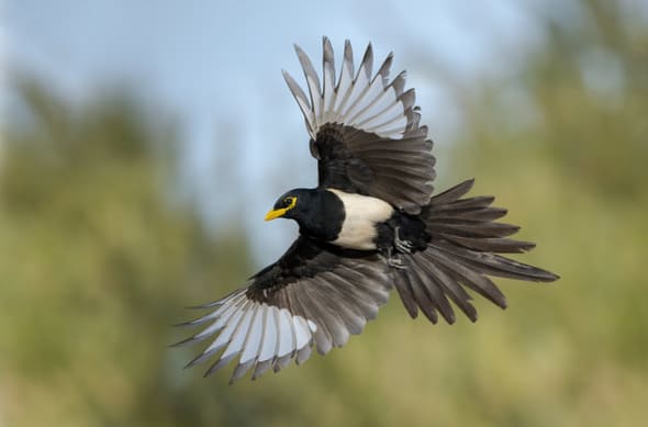 Yellow-billed Magpie