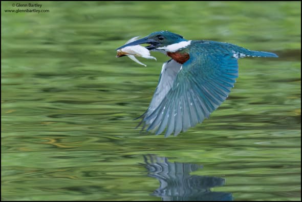 Amazon Kingfisher (Chloroceryle Amazona)