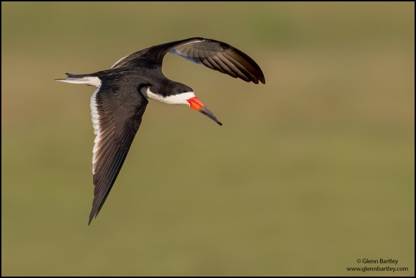 Black Skimmer (Rynchops Niger)