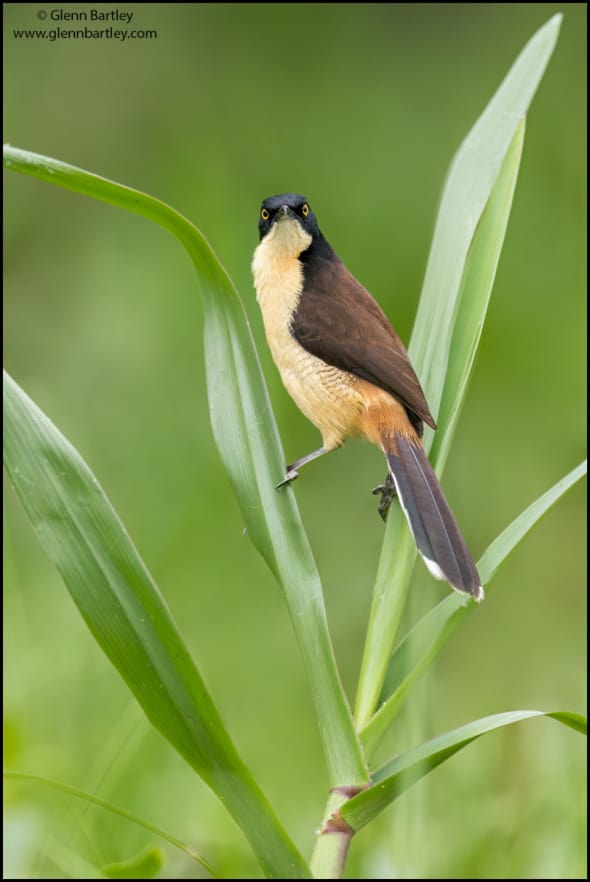 Black-capped Donacobius