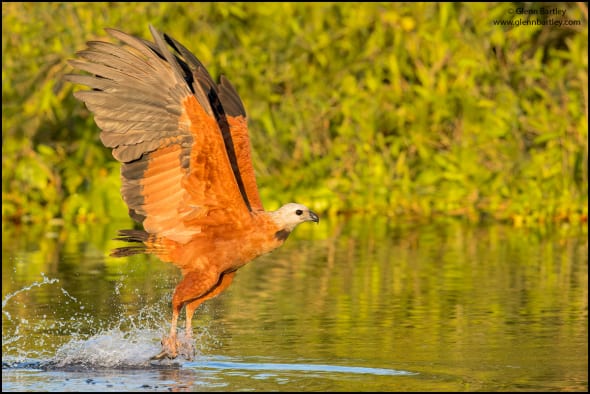 Black-collared Hawk (Busarellus Nigricollis)