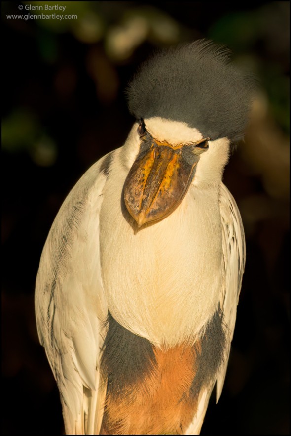 Boat-billed Heron (Cochlearius Cochlearius)