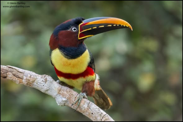 Chestnut-eared Aracari