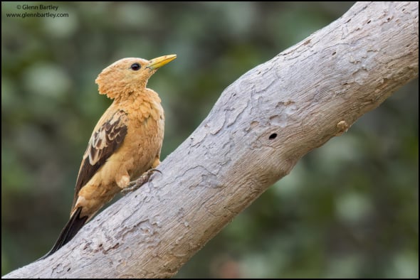 Cream-colored Woodpecker (Celeus Flavus)