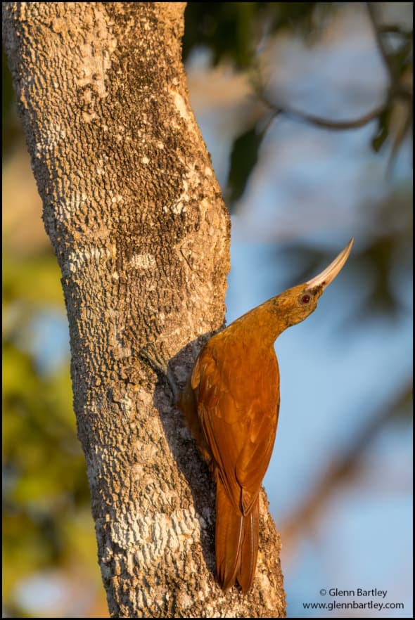 Great Rufous Woodcreeper