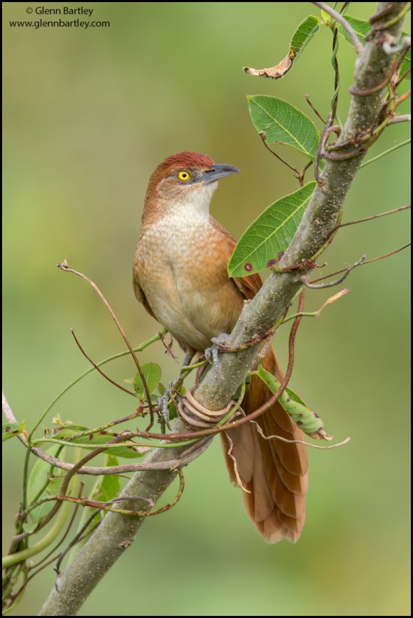 Greater Thornbird (Phacellodomus Ruber)