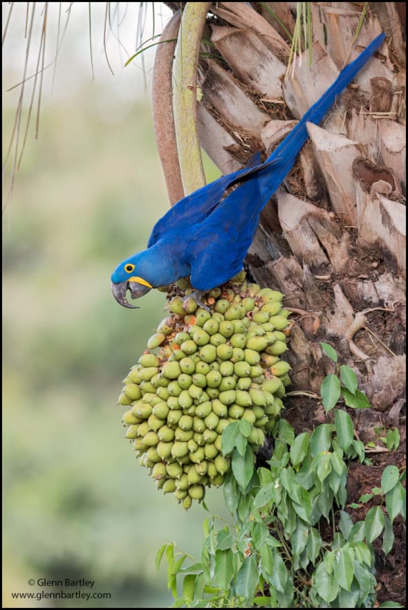 Hyacinth Macaw (Anodorhynchus Hyacinthinus)