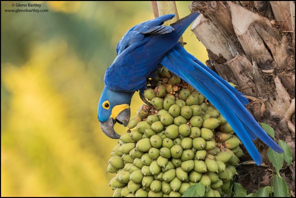 Hyacinth Macaw (Anodorhynchus Hyacinthinus)