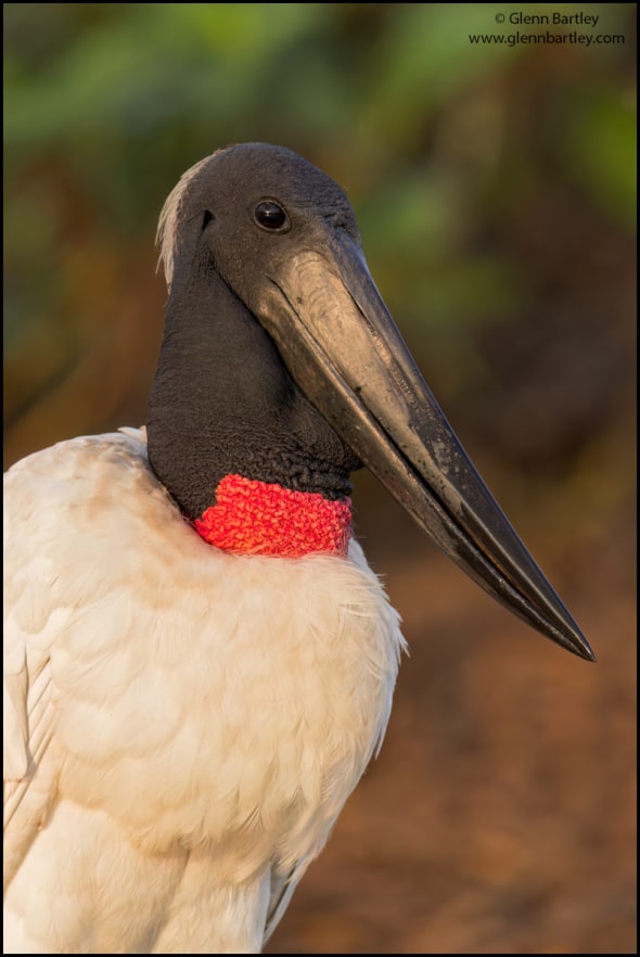 Jabiru (Jabiru Mycteria)