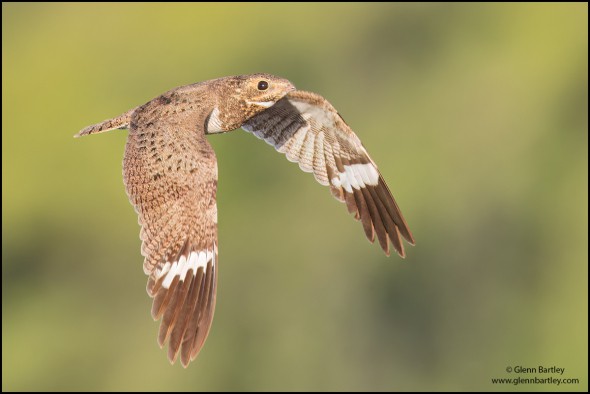 Nacunda Nighthawk (Podager Nacunda)