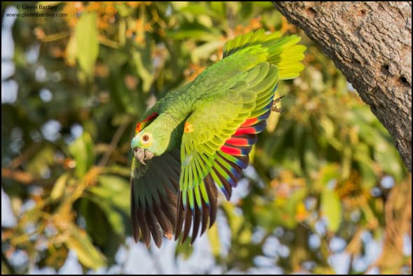 Orange-winged Amazon Parrot