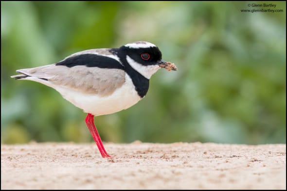 Pied Plover (Hoploxypterus Cayanus)