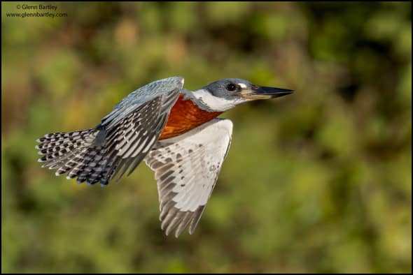 Ringed Kingfisher (Megaceryle Torquata)