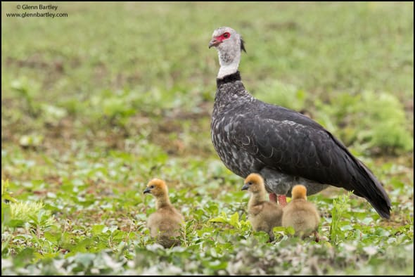 Southern Screamer (Chauna Torquata)