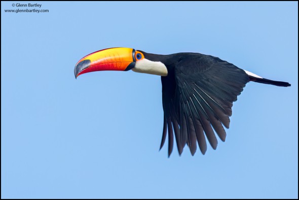 Toco Toucan (Ramphastos Toco)