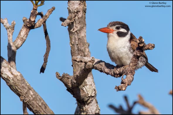 White-eared Puffbird (Nystalus Chacuru)