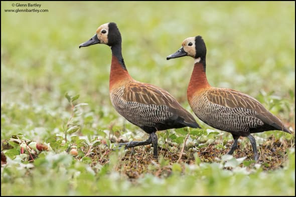 White-faced Whistling Duck