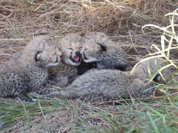 Cheetah Cubs