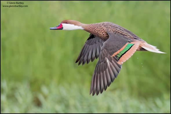 White-cheeked Pintail