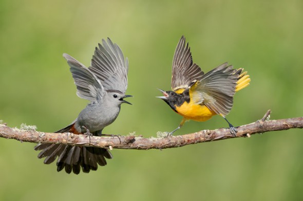 Gray Catbird & Baltimore Oriole