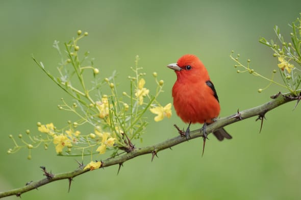 Summer Tanager Male