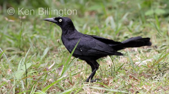 Greater Antillean Grackle (Quiscalus niger) 