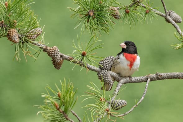 Rose-breasted Grosbeak Male