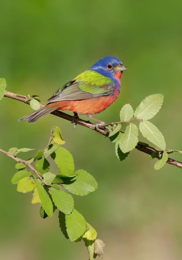 Painted Bunting Male