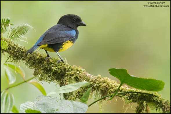 Black and Gold Tanager (Bangsia Melanochlamys)